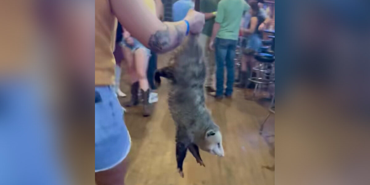 Chubby Opossum Gets Escorted Out Of Texas Bar After Crashing Last Call