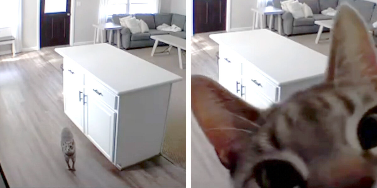 Cat Caught Breaking The Rules — Immediately Figures Out How To Get Revenge