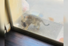 Stray Cat Brings Her Babies To A Family’s Door — One By One