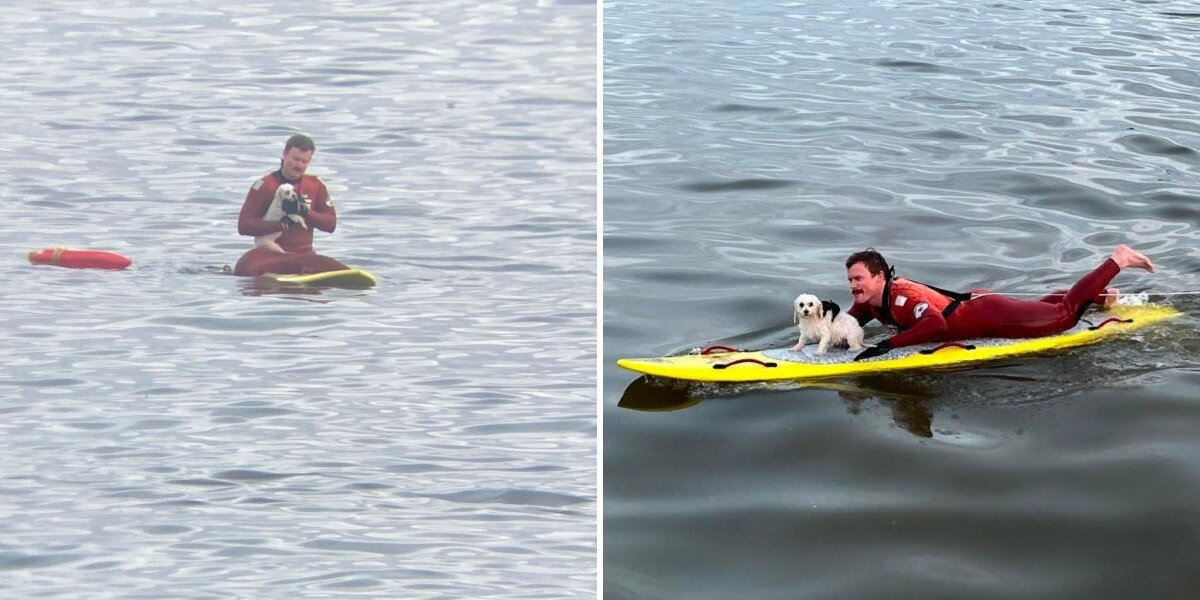 Lifeguards Spot Tiny Dog Battling Waves Far Out At Sea