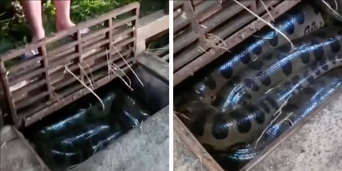 Storm Drain “Clog” Turns Out To Be A Massive Anaconda