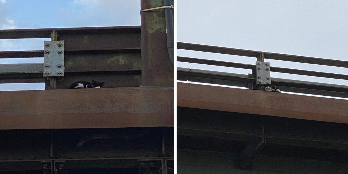 Man Walking In NYC Spots Tiny Kitten Stranded On Highway Ledge