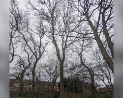 Neighbors Stunned To Spot Someone Perched 60 Feet Up In A Tree