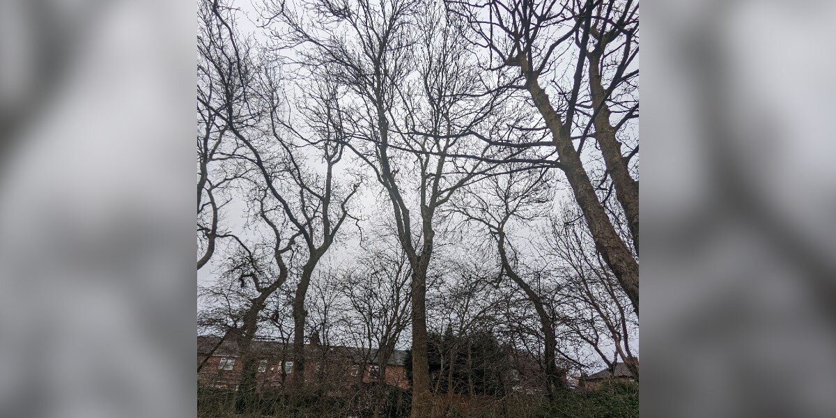 Neighbors Stunned To Spot Someone Perched 60 Feet Up In A Tree