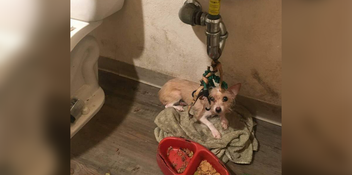 Dog Found Tied Under Bathroom Sink Finally Safe And Loved