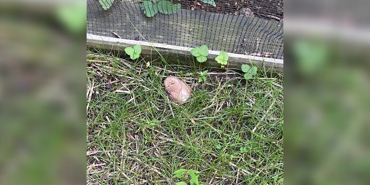 Rescuers Spot a “Mushroom” — But It’s Something Much Cuter