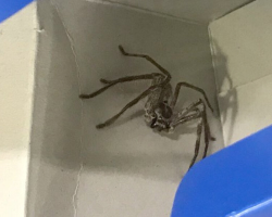 Passengers Open Backpack Mid-Flight — And Find A Hairy Surprise