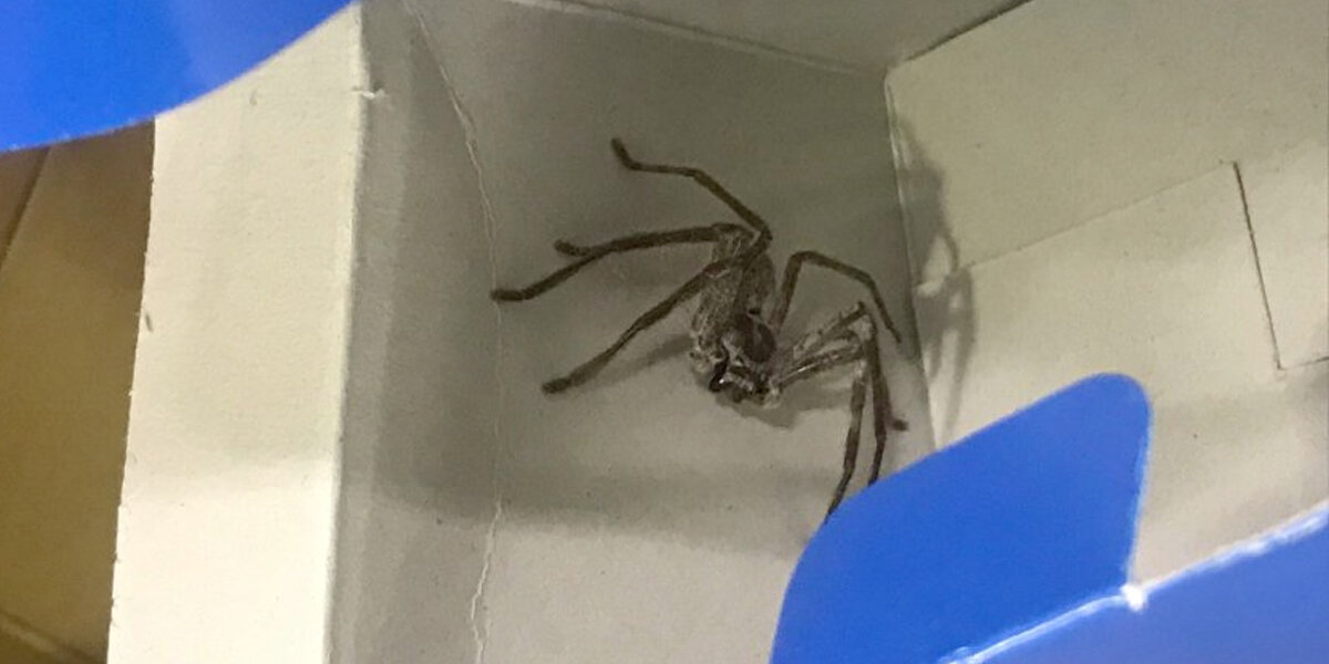 Passengers Open Backpack Mid-Flight — And Find A Hairy Surprise