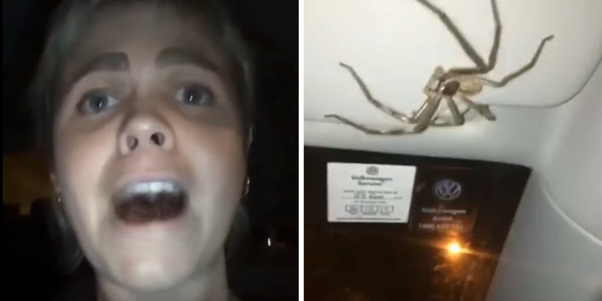 Woman Driving Home Suddenly Realizes She Has A Hairy Passenger
