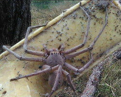 Rescuers Save Giant Spider Who’s The Size Of A Small Dog