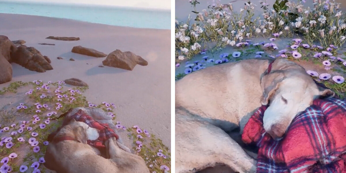 Man Creates a Virtual Beach to Reunite With His Beloved Dog