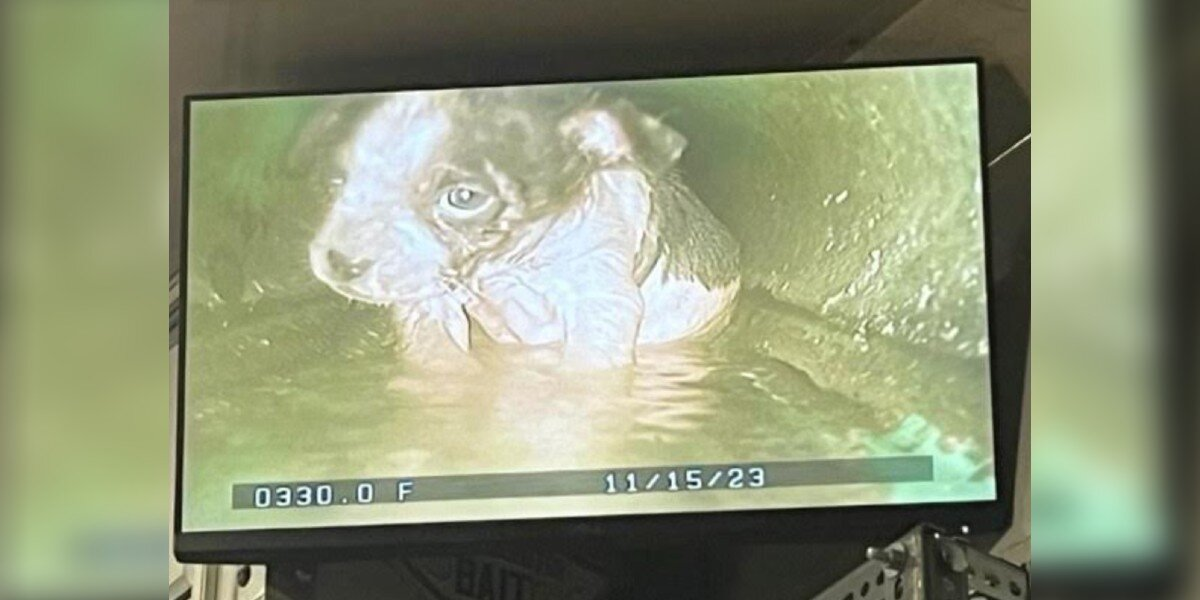 Rescuers Lower Camera Into Narrow Drainpipe — And Find a Shivering Puppy