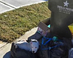 Puppy Found Huddled By Trash Can Finally Learns What Love Feels Like