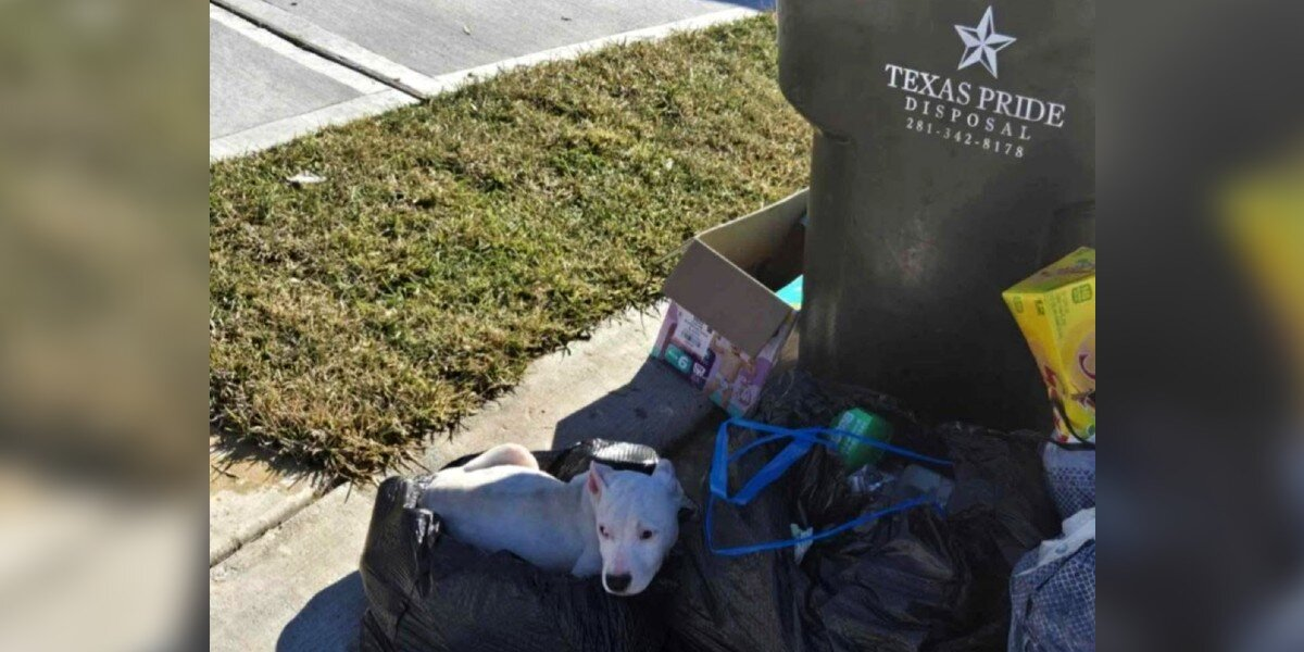 Puppy Found Huddled By Trash Can Finally Learns What Love Feels Like