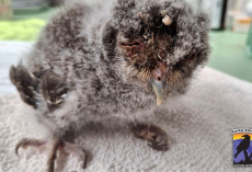 Tiny Owl Opens His Eyes For the First Time — Thanks to a Stranger’s Kindness