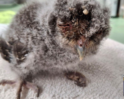 Tiny Owl Opens His Eyes For the First Time — Thanks to a Stranger’s Kindness