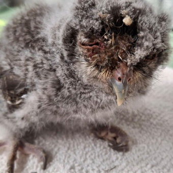 Tiny Owl Opens His Eyes For the First Time — Thanks to a Stranger’s Kindness
