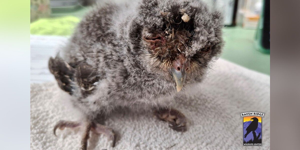 Tiny Owl Opens His Eyes For the First Time — Thanks to a Stranger’s Kindness