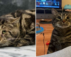 ‘Sad And Depressed’ Shelter Cat Is Now Unrecognizable In His Loving Home