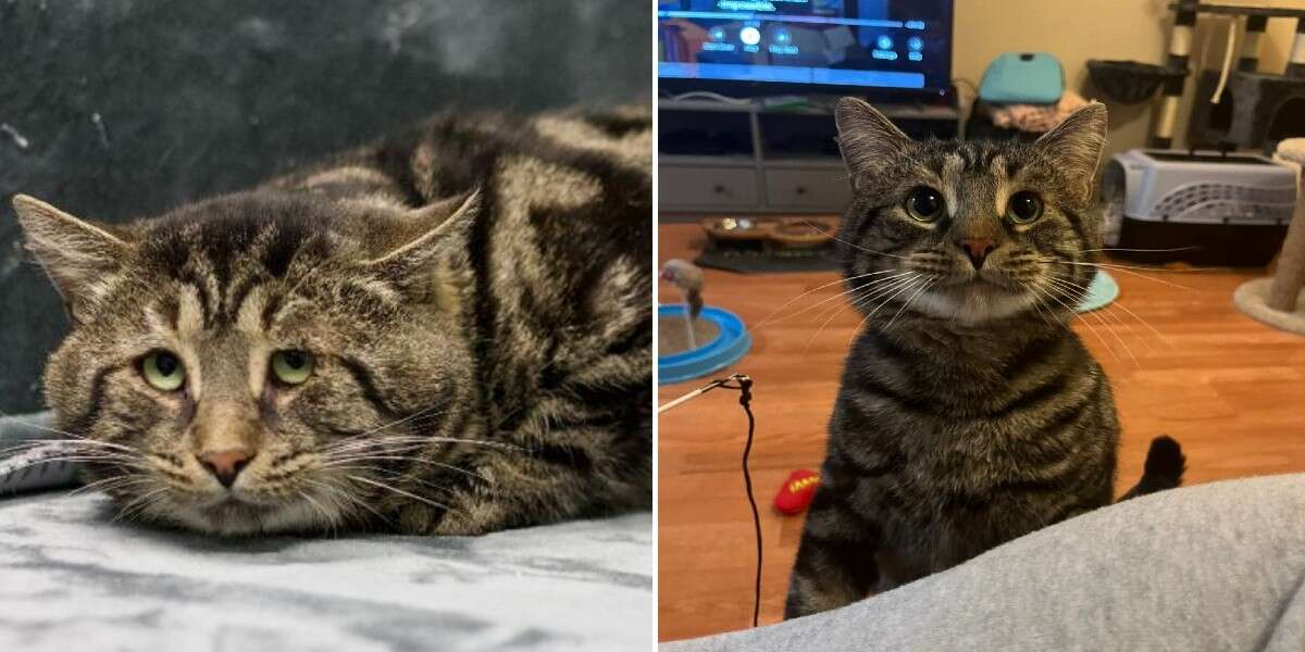 ‘Sad And Depressed’ Shelter Cat Is Now Unrecognizable In His Loving Home