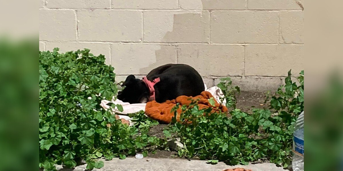 Dog Left On The Curb With All Her Belongings Waits Faithfully For Family To Return
