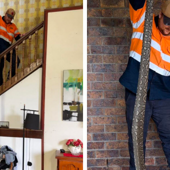 Discovery Of Giant Snake Skin In Attic Leads To An Even Bigger Surprise