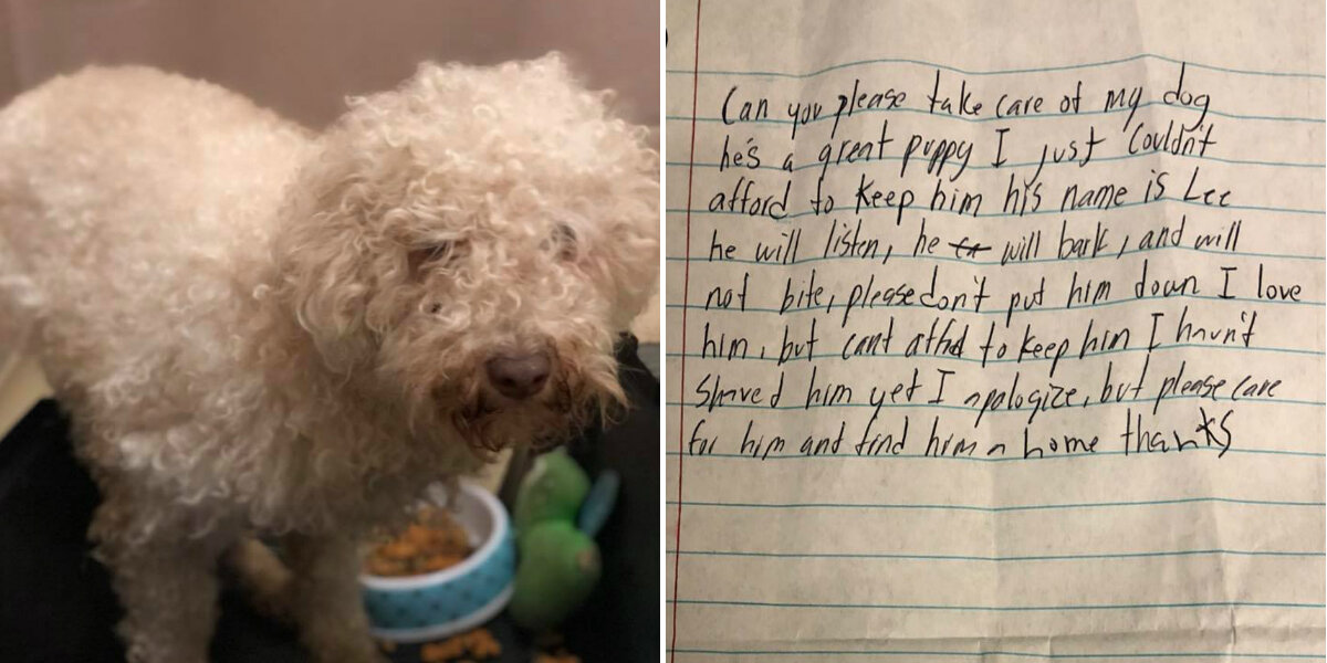 Dog Left In Parking Lot With Heartbreaking Note Finally Gets His Chance At Happiness