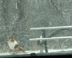 Dog Left Alone In Park Waits For Family Who Never Returns — Until Rescuers Step In