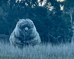 Walkers Mistake Giant ‘Boulder’ for Something Else — Then Discover a Sheep in Need
