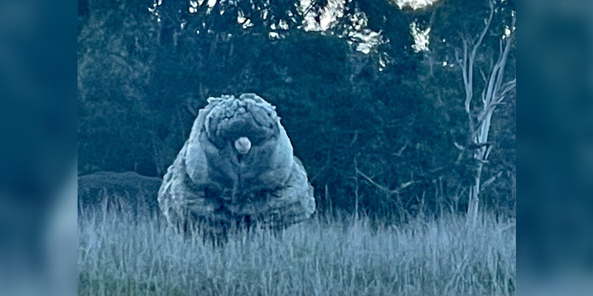 Walkers Mistake Giant ‘Boulder’ for Something Else — Then Discover a Sheep in Need