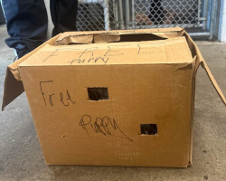Weeks-Old Puppy Left in Cardboard Box Finds Her Forever Home