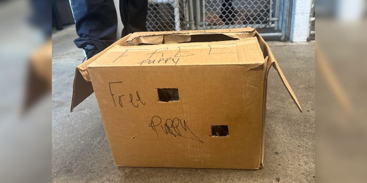 Weeks-Old Puppy Left in Cardboard Box Finds Her Forever Home