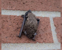 Office Worker Spots ‘Furry Lump’ On Building Wall — But It’s Actually Someone Rare