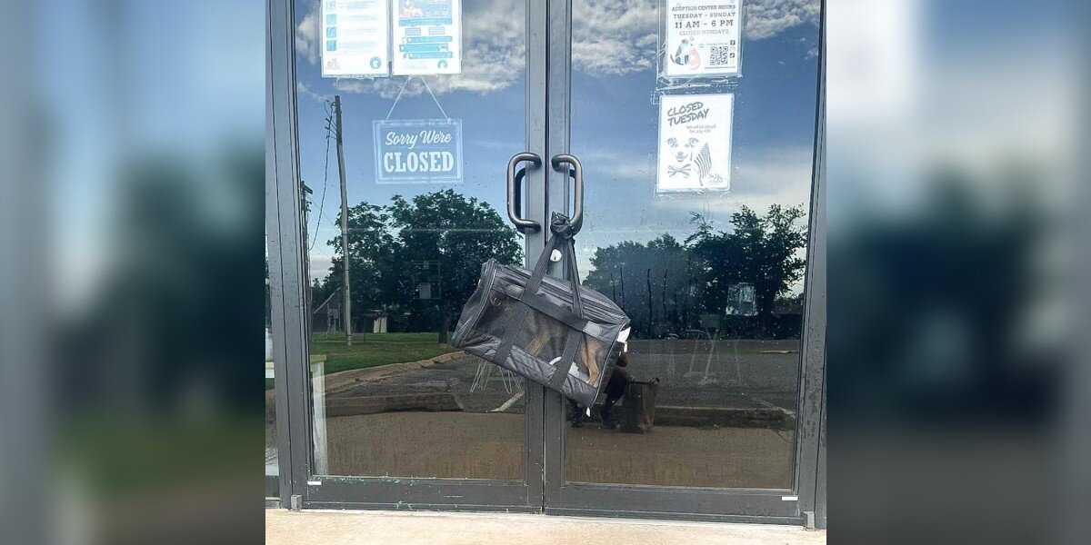 Man Finds Mysterious Bag On Shelter’s Door Handle — And Hears Tiny Whimpers Inside