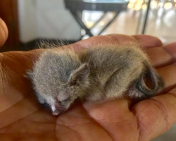 Man Hears A Strange Plop On His Couch — And Discovers The Tiniest Surprise