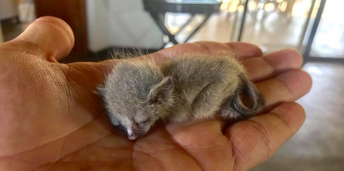 Man Hears A Strange Plop On His Couch — And Discovers The Tiniest Surprise