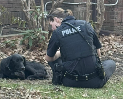Terrified Dog Refused Help For Days — Until One Woman’s Kindness Changed Everything