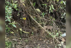 Cyclists Halt Race To Save Puppies Crying In The Woods