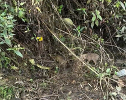 Cyclists Halt Race To Save Puppies Crying In The Woods