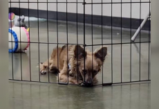 Little Dog Can’t Figure Out Why No One Wants Him