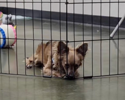 Little Dog Can’t Figure Out Why No One Wants Him