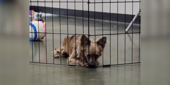Little Dog Can’t Figure Out Why No One Wants Him