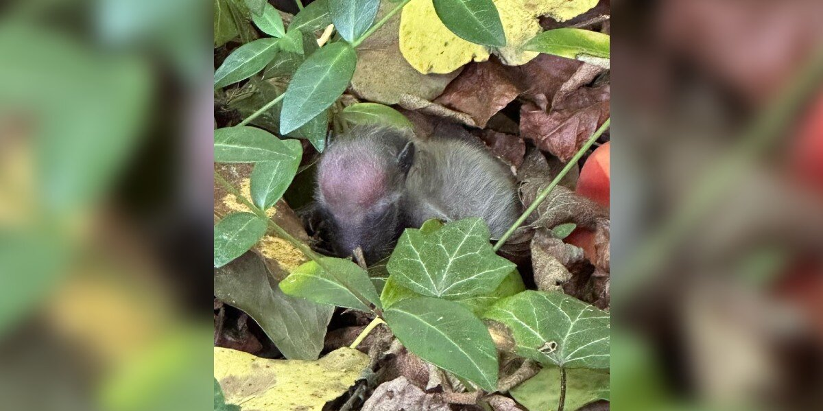 Woman Out Walking Her Dog Finds A Tiny ‘Mystery Animal’ Curled Up On The Forest Floor