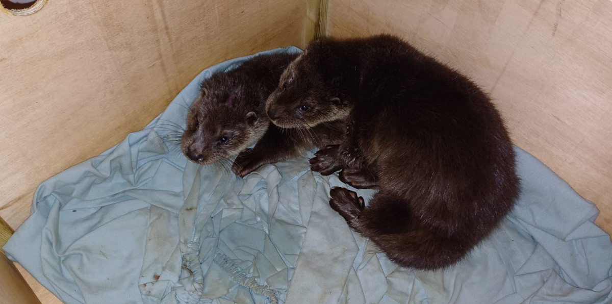 Man Finds Soaking-Wet Babies Huddled In A Box On The Roadside