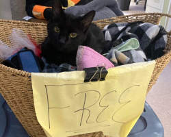Senior Cat Waits Patiently In “Free” Basket Hoping Someone Will Take Him Home