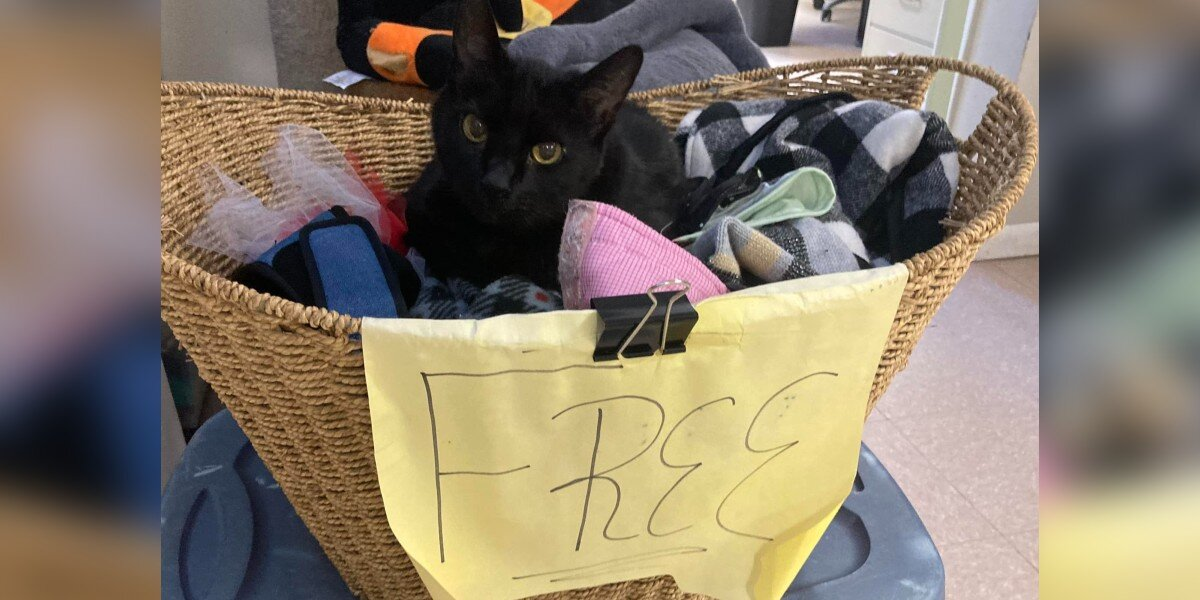 Senior Cat Waits Patiently In “Free” Basket Hoping Someone Will Take Him Home