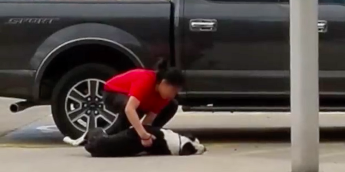 Terrified Dog Dragged Into Shelter Finds Love And Safety After Rescue