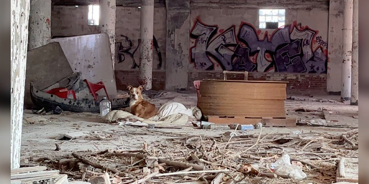 Dog Found Curled Up On Blanket In Abandoned Building Can’t Stop Showing Gratitude