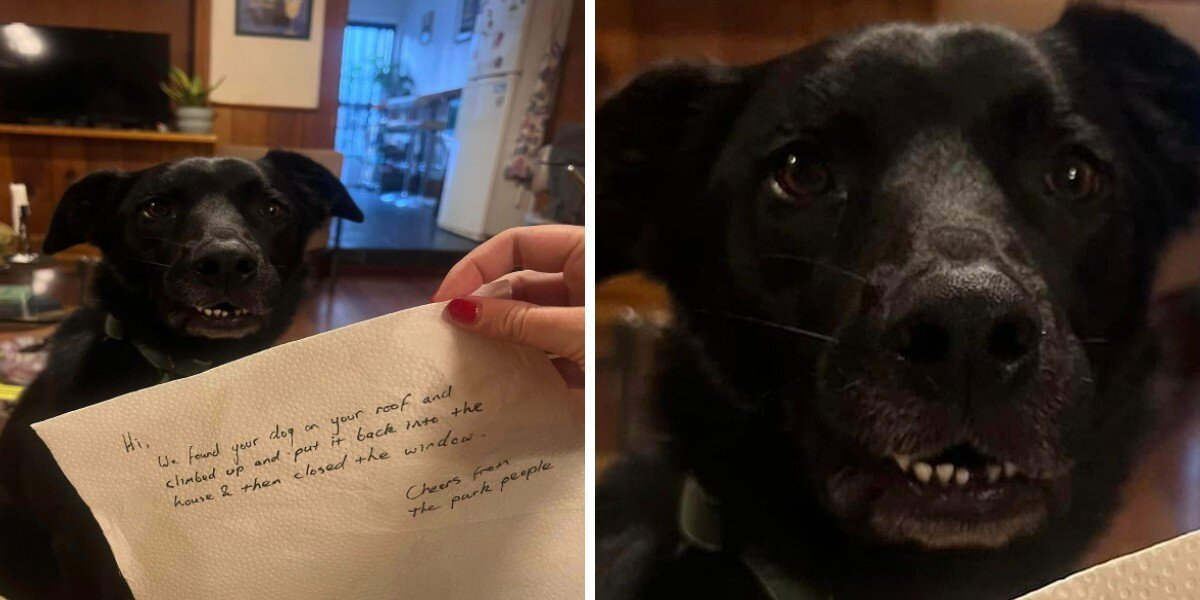 Woman Comes Home To Find A Shocking Note About Her Dog’s Wild Adventure
