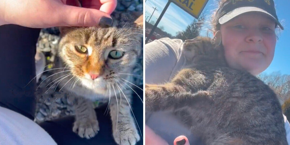 Cat Wanders Up To Food Truck And Chooses The Woman Who’ll Change Her Life